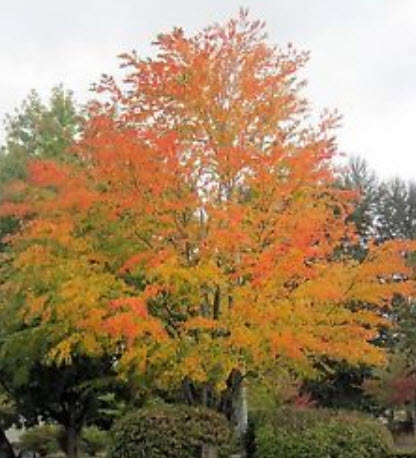 คัทซึระ ญี่ปุ่น (Japanese Katsura) / 100 เม็ด (UK)