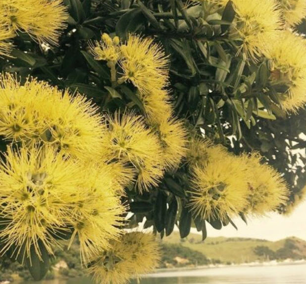 คริสต์มาสนิวซีแลนด์ ดอกเหลือง (Yellow Pohutukawa) / 100 เม็ด (New Zealand)