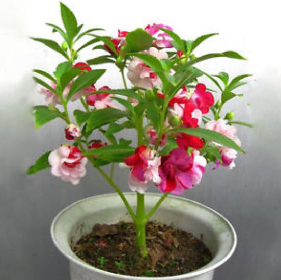 เทียนซ้อน เทียนกุหลาบ คละสี / 50 เม็ด (China)