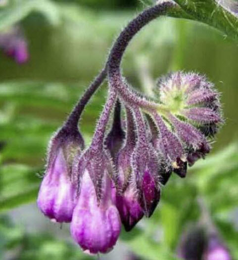 คอมเฟรย์ พืชสมุนไพร (Comfrey / Symphytum Officinale) / 25 เม็ด (UK)*