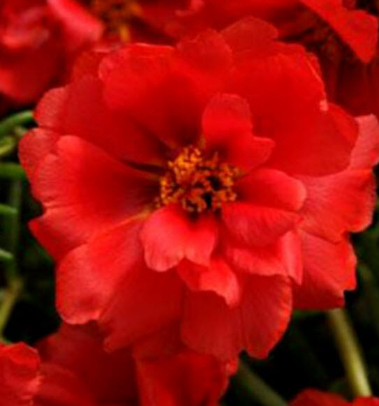 แพรเซี่ยงไฮ้ (Moss-rose Makrova) แดง / 1,500 เม็ด (Ukraine)