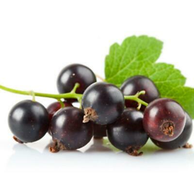 แบล๊ค เคอแร้นท์ (Black Currant / Blackcurrant) / 100 เม็ด