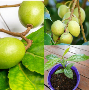 ต้นรุทรักษะ หรือ น้ำตาพระศิวะ กระถาง 8 นิ้ว สูง 20-30 ซ.ม.