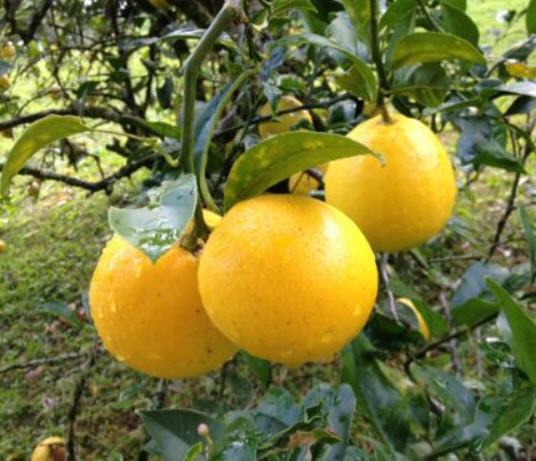 ต้นเลม่อน เมเยอร์ (Lemon Meyer) สูง 50-70 ซ.ม.