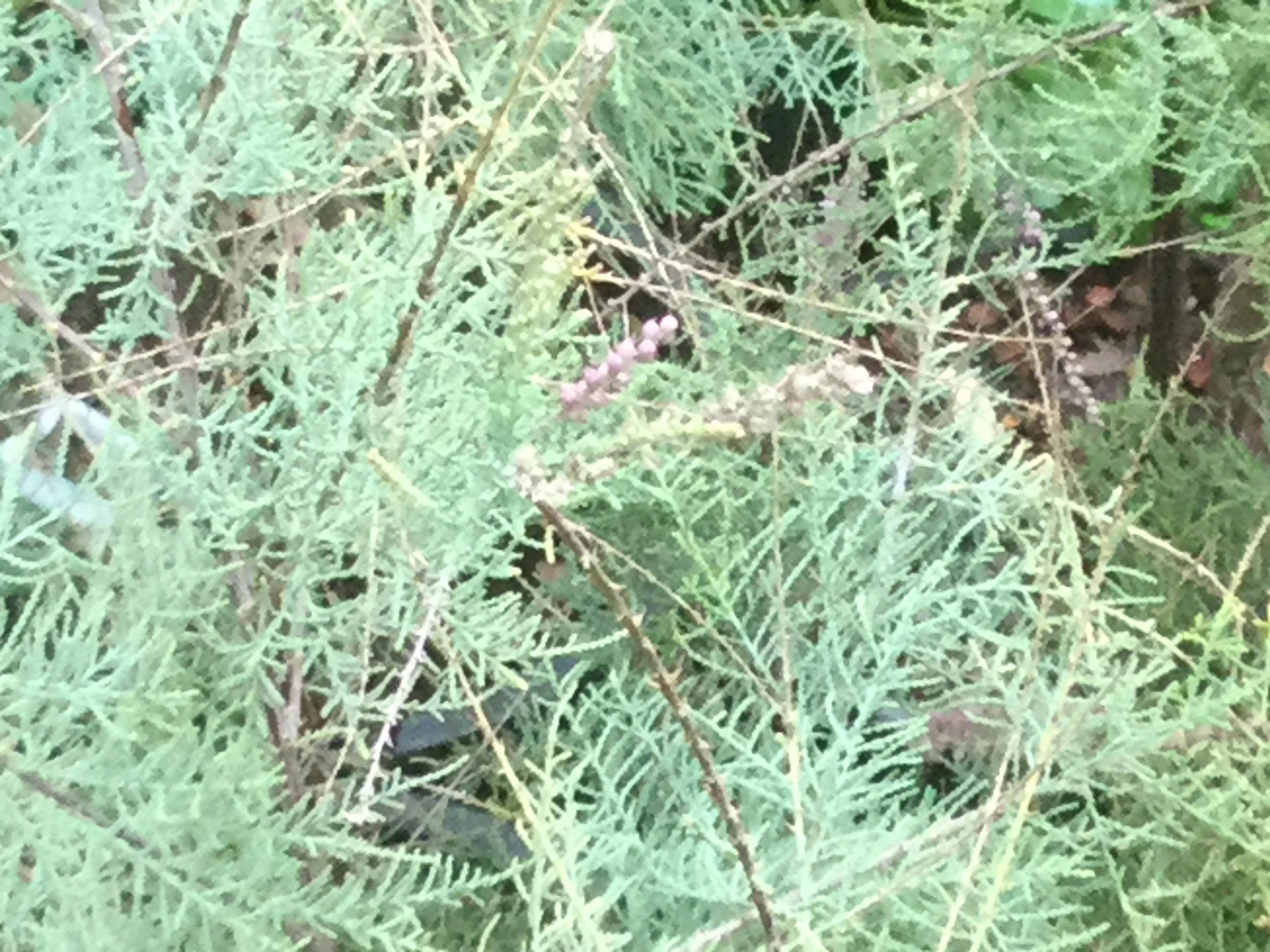 ต้นสนชมพู หรือสนทามาริกซ์ กระถาง 8 นิ้ว สูง 55-70 ซ.ม.