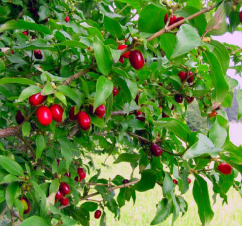 คอเนเลี่ยน เชอรี่ ด็อกวูด (Cornelian Cherry Dogwood) / 65 เม็ด (UK)