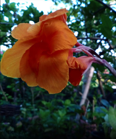 พุทธรักษา (Canna) ดอกสีส้ม-เหลือง ใบเขียว / 10 เม็ด (P2S)