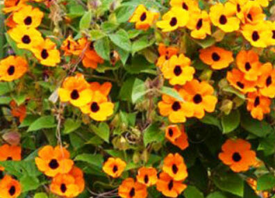 แววตา (Black Eyed Susan) / 20 เม็ด (UK)
