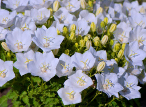ทัสซ็อค เบลฟลาวเวอร์ (Tussock Bellflower) สีขาว / 5,400 เม็ด (UK)