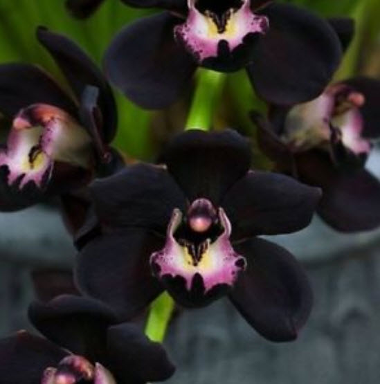 กล้วยไม้สีดำ (Black Orchid) / 100 เม็ด (นอก)