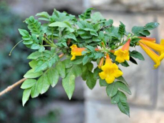 มธุลดา ดอกสีเหลือง (Flava Golden Trumpet) / 10 เม็ด (USA)