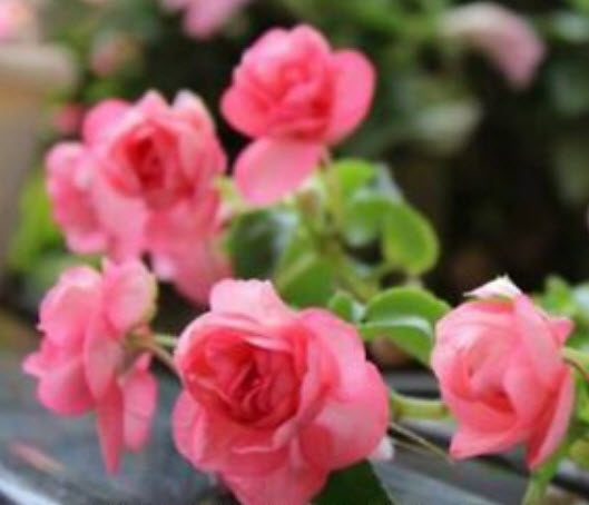 กล๊อกซีเนียสีชมพู (Pink Gloxinia) / 100 เม็ด (นอก)