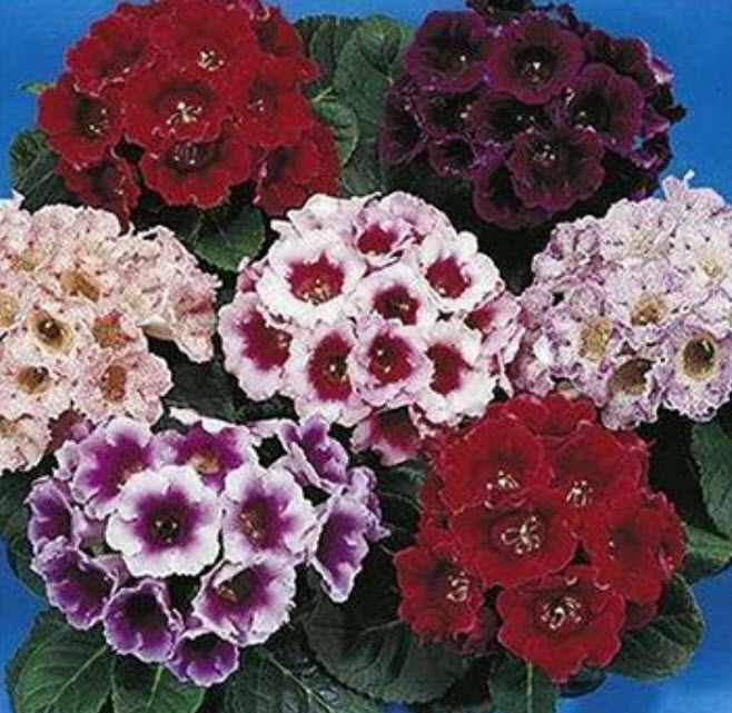 กล็อกซีเนีย (Gloxinia - Empress) คละ / 100 เม็ด