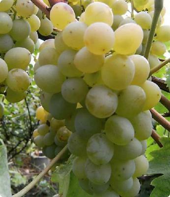 องุ่น ไชน์ มัสแคท ( Shine Muscat grape) / 10 เม็ด (Moldova)