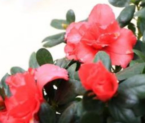 ซากูระบอนไซ (Cherry Blossom) ชมพู ดอกใหญ่ / 20 เม็ด