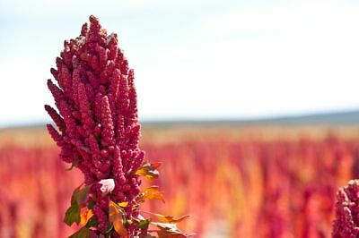 ควินัวจีน (Chinese Quinoa) คละสี / 200 เม็ด