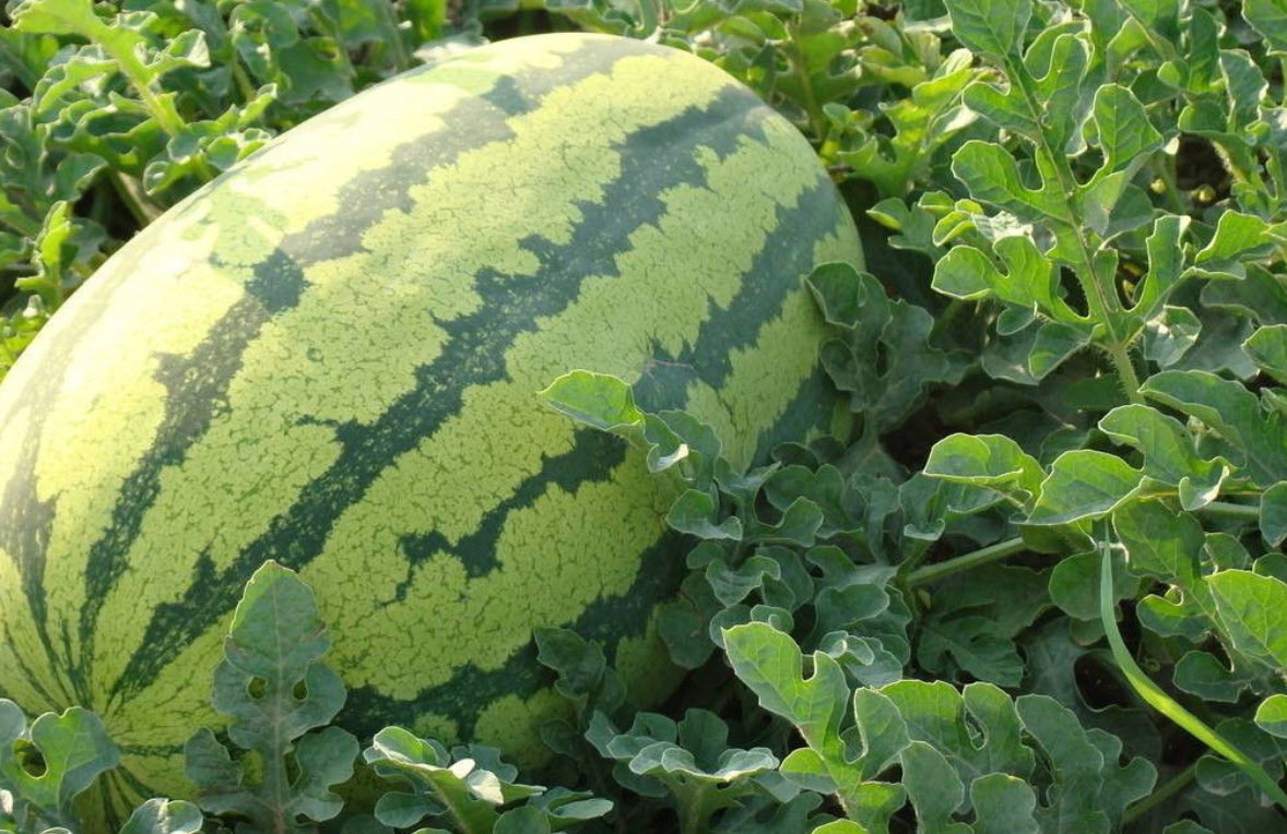 แตงโม พันธุ์ยักษ์ (Giant Watermelon) / 20 เม็ด (China)
