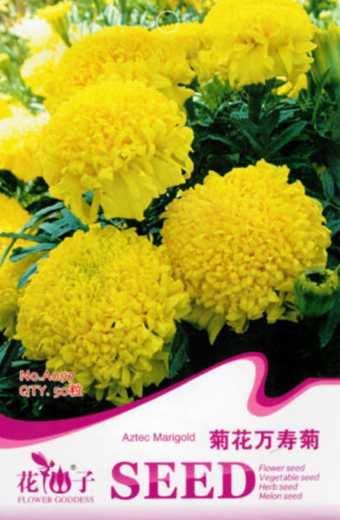 ดาวเรืองแอฟริกัน (Aztec Marigold) / ซอง 50 เม็ด (A097)