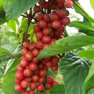 ชิแซนดร้า เบอรี่ (Schisandra berry) / 50 เม็ด (นอก)