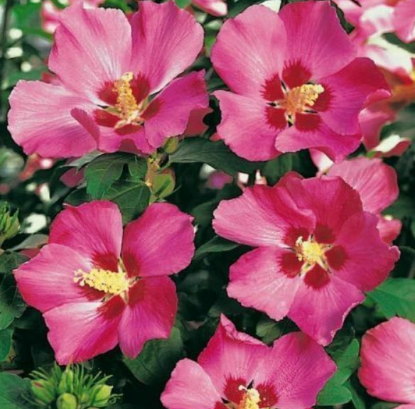 ชบา วู๊ดบริดจ์ (Woodbridge) / 50 เม็ด (UK)