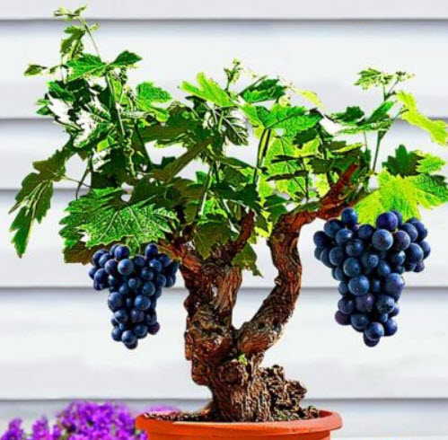 องุ่นอามูร์ (Amur grape) บอนไซ / 10 เม็ด (UK)