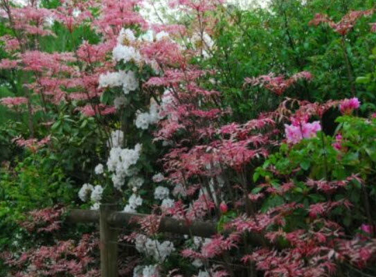 มะฮ็อกกานีจีน (Chinese Mahogany) / 10 เม็ด (Australia)