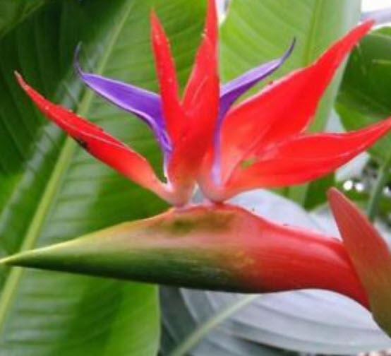ปักษาสวรรค์ (Bird of Paradise) สีแดง / 20 เม็ด
