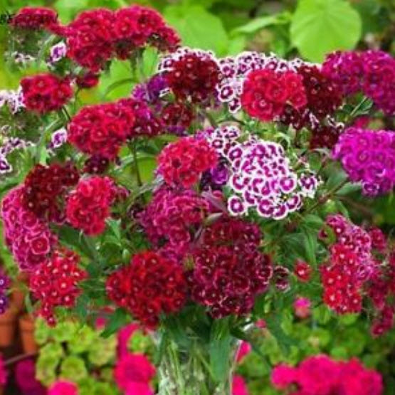 ผีเสื้ออเมริกา (America Dianthus) คละ / 100 เม็ด