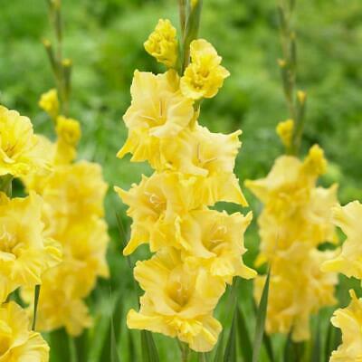 แกลดิโอลัส (Gladiolus) สีเหลือง ดอกใหญ่ / 100 เม็ด