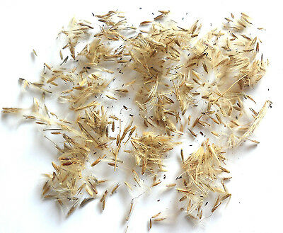 หญ้ามิสแคนทัส (Big Miscanthus) / 50 เม็ด (Germany)