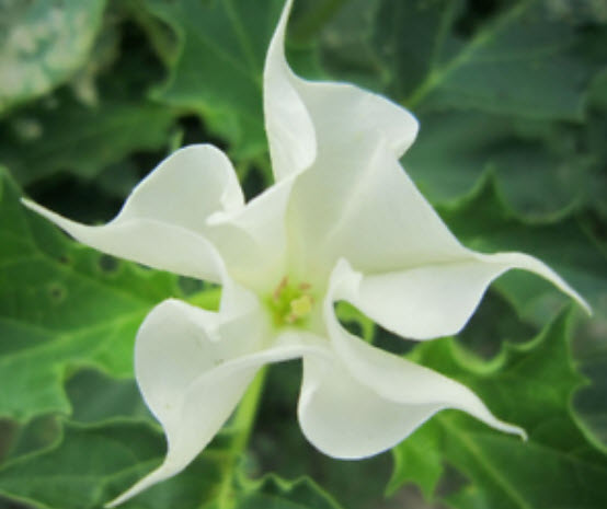 ลำโพง/แตรนางฟ้า (Datura / Brugmansia) สีขาว / 20 เม็ด (นอก)