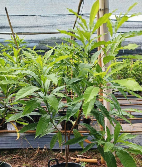 ต้นเอบิวไต้หวัน เพาะเมล็ด สูง 1.0~1.4m. ปลูกเลี้ยงในเข่ง