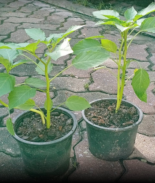 ต้นโทงเทงไทย หรือโทงเทงน้ำ สมุนไพรหายาก กระถาง 6 นิ้ว สูง 30-60 ซ.ม.