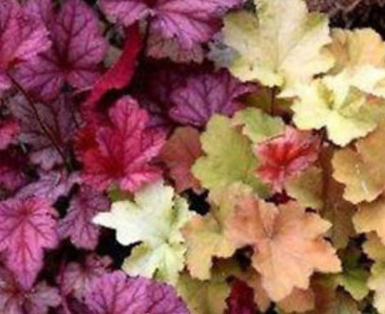 ฮิวเชร่า (Heuchera) คละสี / 100 เม็ด (นอก)