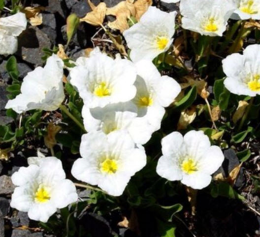 คัพฟลาวเวอร์สีขาว (Cupflower White Robe) / 650 เม็ด (UK)