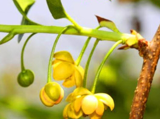 แม็กโนเลีย ไวน์ (Magnolia Vine) บอนไซ / 20 เม็ด (UK)