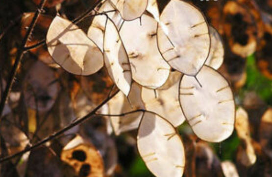 ซิลเวอร์ ดอลล่าร์ หรือลูนาเรีย (Silver Dollar plant / Lunaria) / 50 เม็ด (UK)