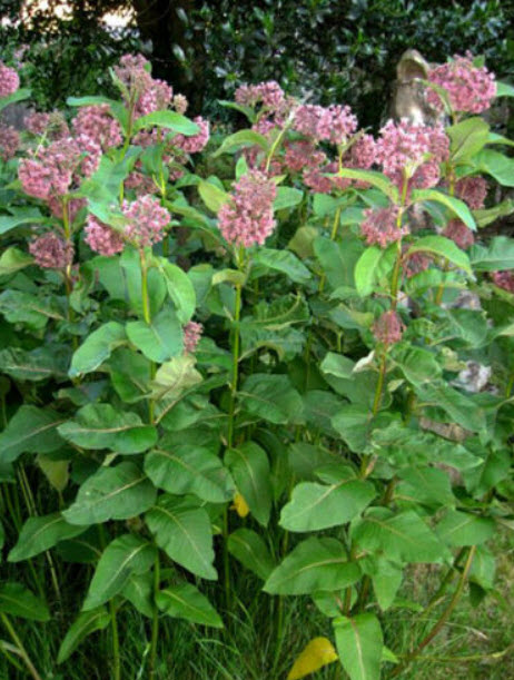 คอมม่อน มิลค์หวีด หรือนกหงส์หยก (Common Milkweed) / 50 เม็ด (Croatia)