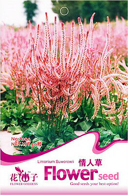 สแตติส (Statice / Limonium Latifolium) / ซอง 60 เม็ด (A104)