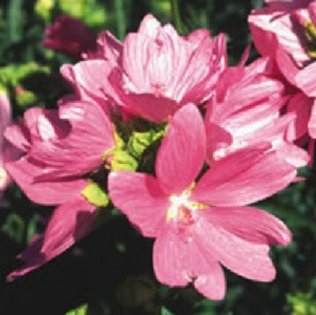 ชบาโสม (Musk Mallow) สีชมพู / 500 เม็ด (UK)