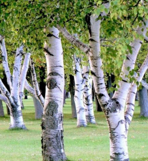 ไวท์เบิร์ช หรือซิลเวอร์ เบิร์ช (White Birch) / 150 เม็ด (USA)