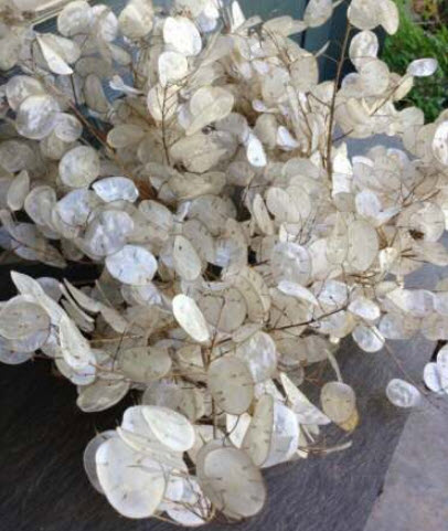 มันนี่ แพล้นท์ (Money Plant) / ซิลเวอร์ ดอลล่าร์ (Silver Dollar) / 50 เม็ด (USA)