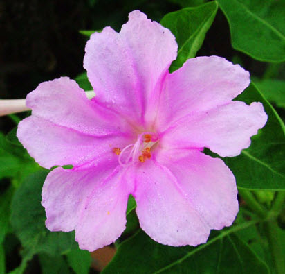 บานเย็น สีชมพู / 20 เม็ด (ไทย)