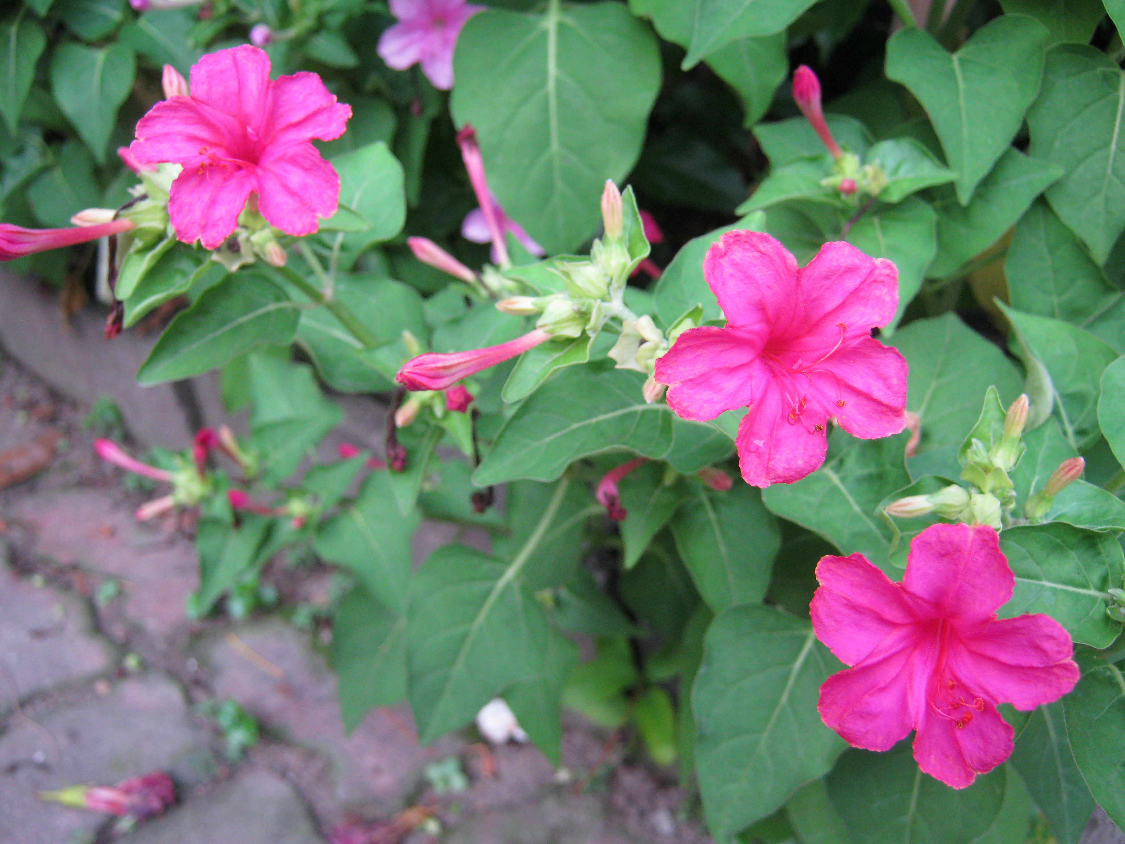 บานเย็น คละสี / 30 เม็ด (ไทย)