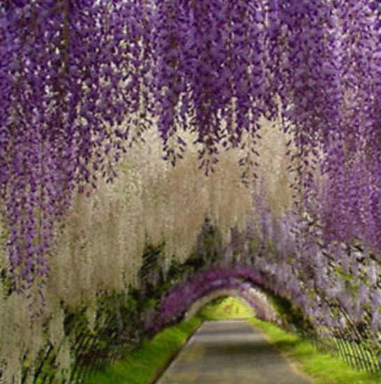 วิสทีเรีย (Wisteria) สีม่วง / 10 เม็ด (Singapore)