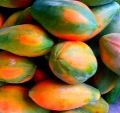 มะละกอเรดเลดี้ (Red Lady) / 20 เม็ด (P2S)