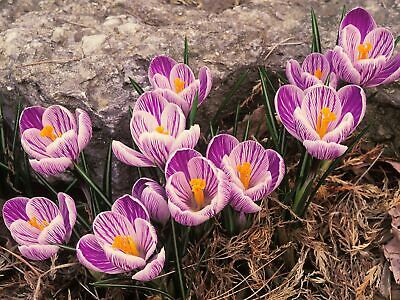 หญ้าฝรั่น (Saffron / Crocus) คละ / 50 เม็ด (Russia)