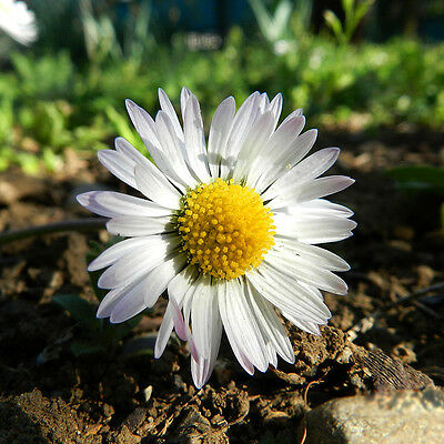 เยอรมัน คาโมมายล์ (German Chamomile) / 40,000 เม็ด (UK)