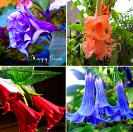 แตรนางฟ้า (Angel's trumpet) คละ / 6 เม็ด (UK)
