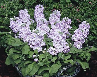 ไวโอเล็ท - ซิลเวอร์ บลู (Violet - Cinderella Silver Blue) / 25 เม็ด (UK)